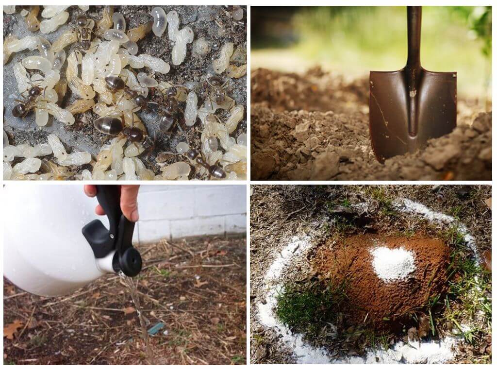 Jak odstranit mravence ze zahrady lidových prostředků