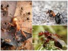 Forest Ant Life