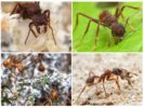 Životinjski list mrava i mrava