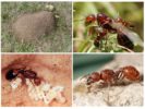 Habitat de la fourmi rouge