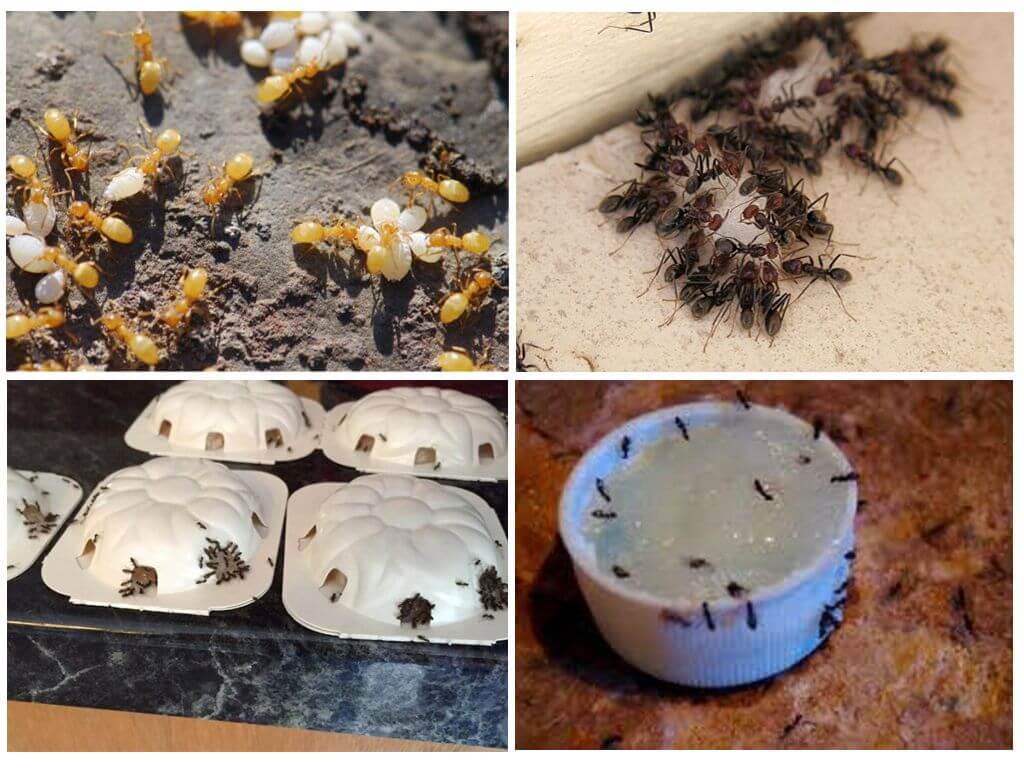 Comment se débarrasser des fourmis jaunes dans un chalet d'été ou un jardin