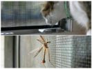 Mosquito net Antikoshka