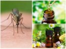 Mosquito essential oils