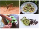 Zitrone und Nelke zum Schutz vor fliegenden Insekten