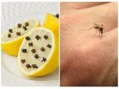 Lemon and clove from mosquitoes