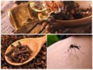 Flying insect clove oil