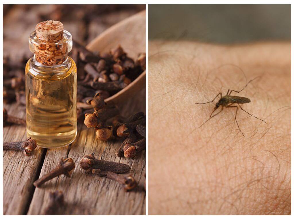 Clove oil from mosquitoes