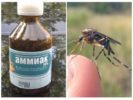 Liquid ammonia from mosquitoes and midges