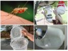Domácí pasti na komáry