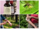 Remedies for mosquitoes based on vanillin
