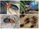 Mode de vie des coléoptères