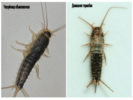 Common silverfish and home thermobia