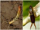 Double-tail and earwig
