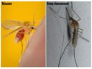 Moustique et moustique commun