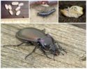 Reproduction et développement du scarabée