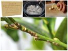 Folk recipes from scale insects