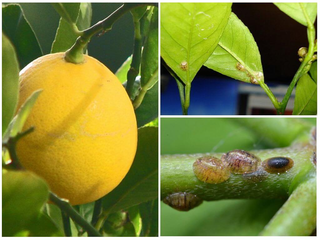 Sådan håndteres en skurv på citron