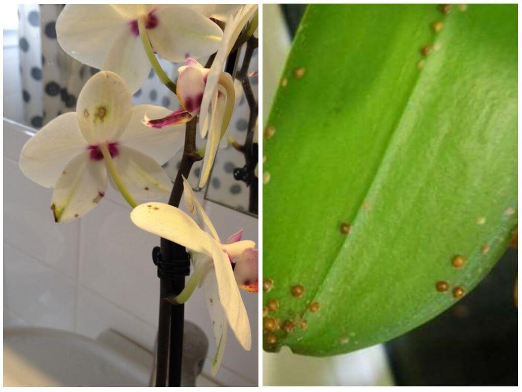 Ako sa vysporiadať s hmyzom v mierke na orchideách
