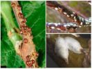 Californian and willow scale insects