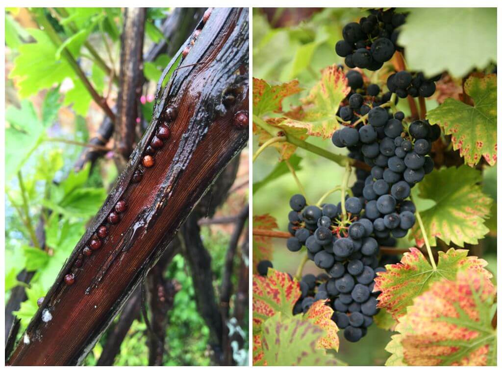 How to get rid of scale insects on grapes