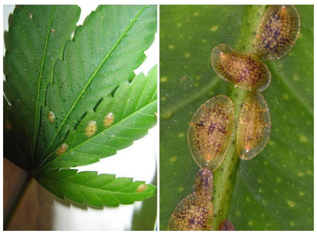 How to get rid of scabies on indoor flowers at home