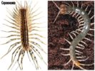 Centipede and Scolopendra