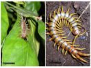 Centipede i Scolopendra