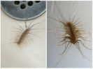 Centipede in the apartment