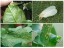 Whiteflies and aphids on indoor plants
