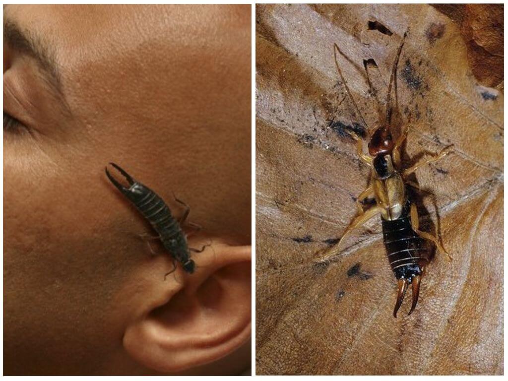 What will happen if the earwig (double-tail) gets into the ear