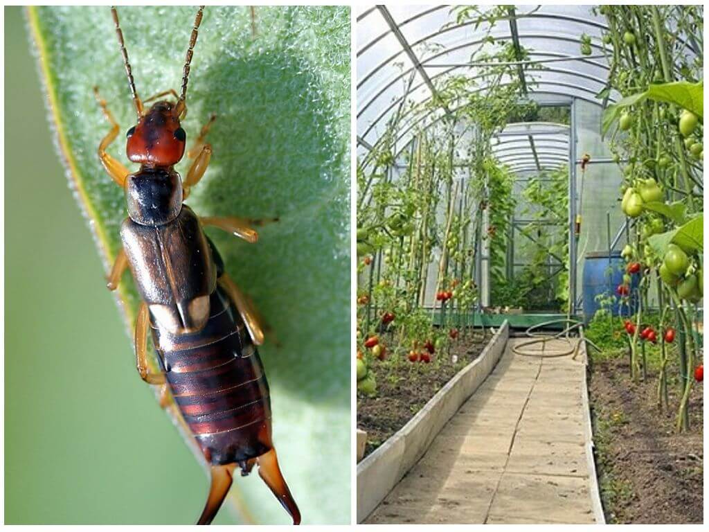 How to deal with doubletails (earwigs) in a greenhouse