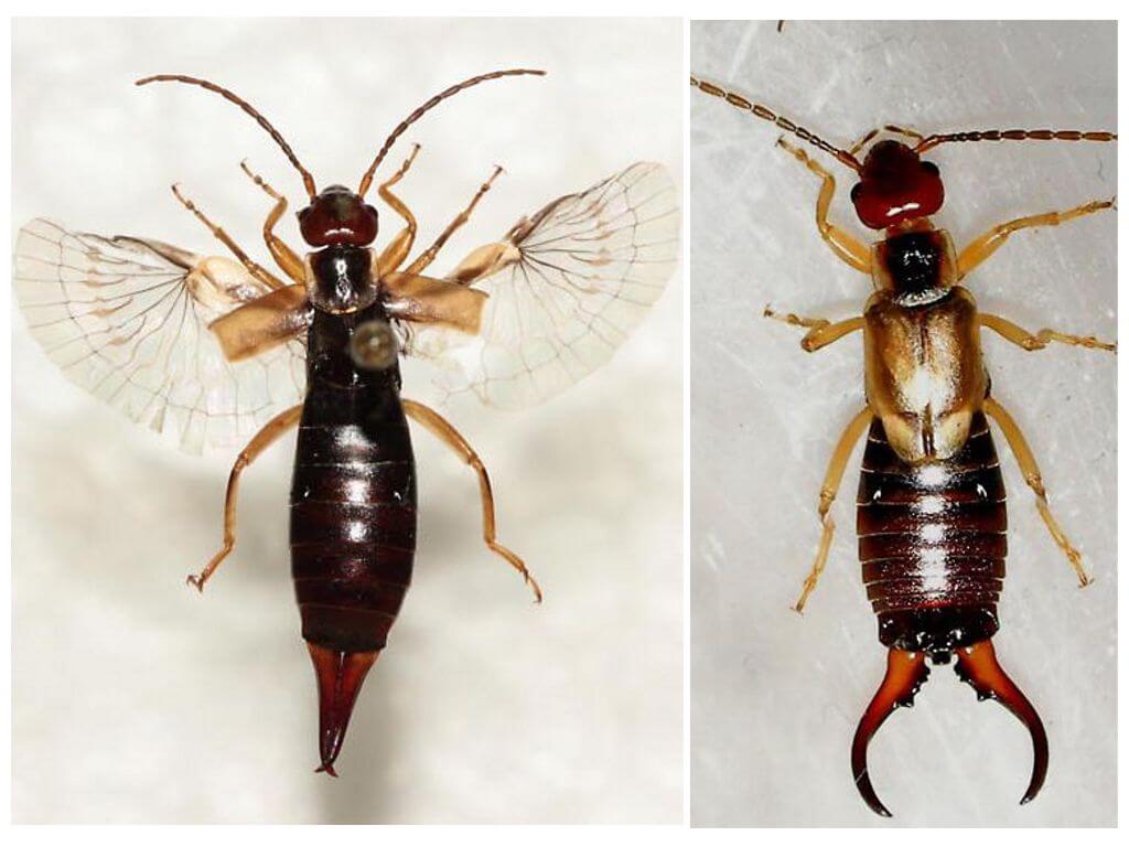 Еарвигс инсеката: фотографија, опис онога што је опасно