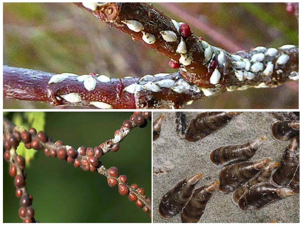 How to deal with scale insects in the garden on plums, cherries and other trees