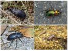 Variétés de coléoptères broyés