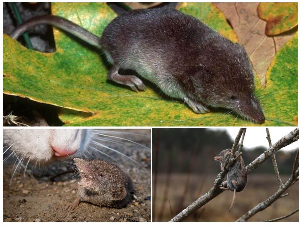 What does a shrew look like, photo and description