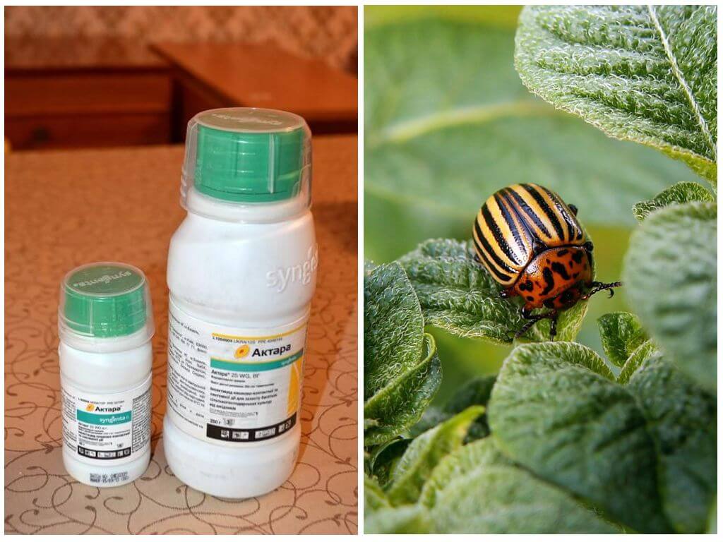 Actar Remedy for Colorado potato beetle