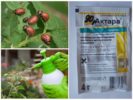 Biện pháp khắc phục Actar cho bọ khoai tây Colorado