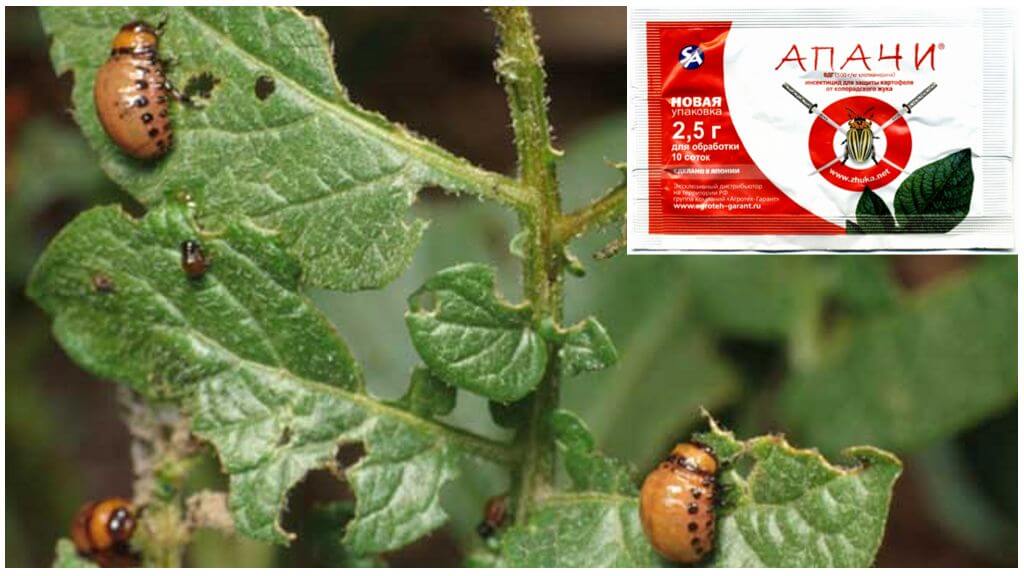 How to breed Apaches from the Colorado potato beetle