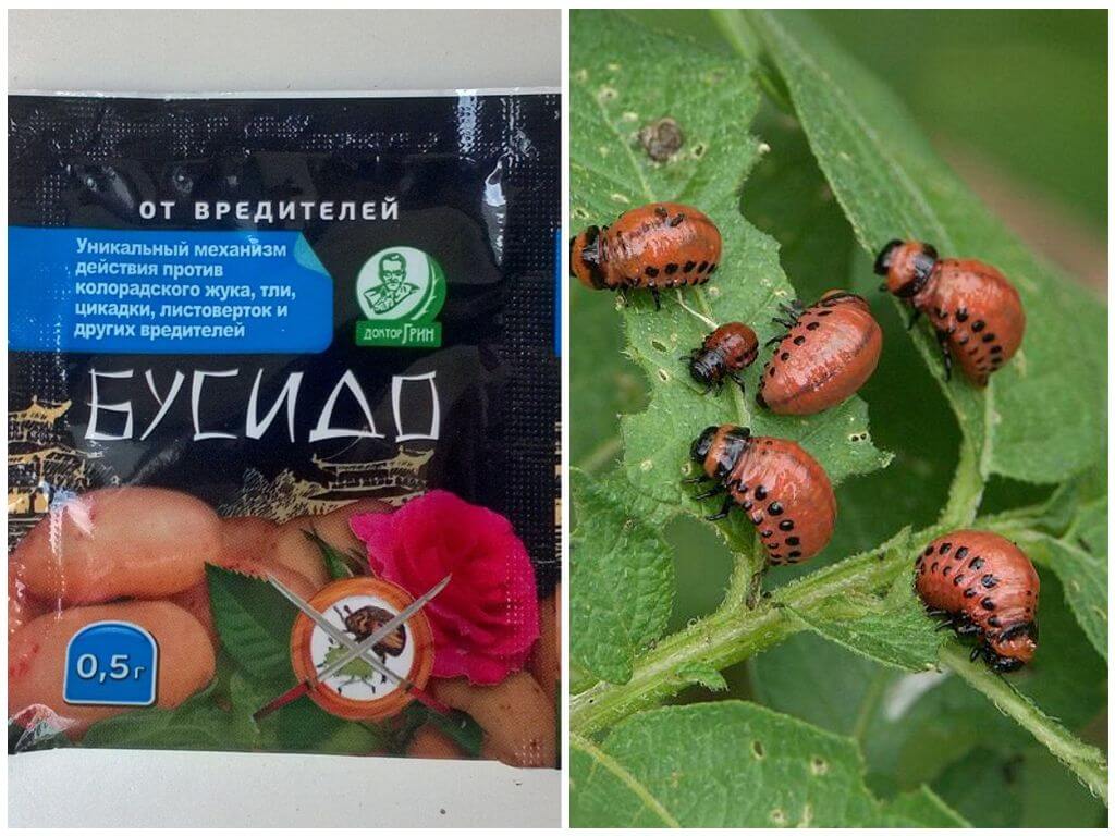 The remedy for the Colorado potato beetle Bushido: instructions for use, effectiveness, reviews