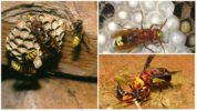 Hornet life cycle