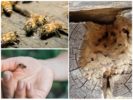 Bienen in einem Holzhaus