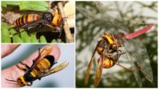 Asian giant killer hornet