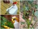 Хемикалије против колорадског буба