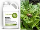 Kalash remedy for Colorado potato beetle