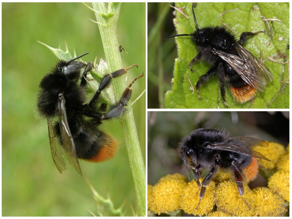 Description and photo of a stone bumblebee