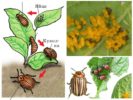 Colorado potato beetle life cycle