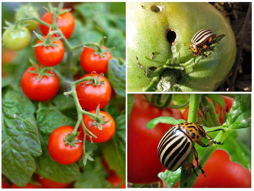 Sådan behandles tomater fra Colorado-kartoffelbaggen