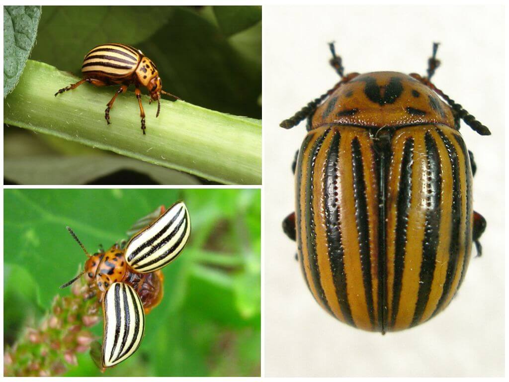 What does the Colorado potato beetle look like, its photo and lifestyle