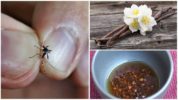 Folk remedies for insect control