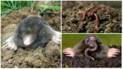 Traditional methods of fighting moles with worms